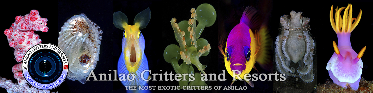 Anilao critters and resort, latest critters in Anilao